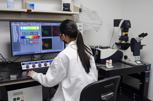 Gloria Fang, an undergraduate student from Laboratory Medicine and Pathobiology program working with Dr. Morris Manolson, on an independent research project course to assess the subcellular localization of the a3 subunit of the proton pump V-ATPase, in an epithelial line called HeLa, using a CAMiLoD confocal system, Leica SP8. 