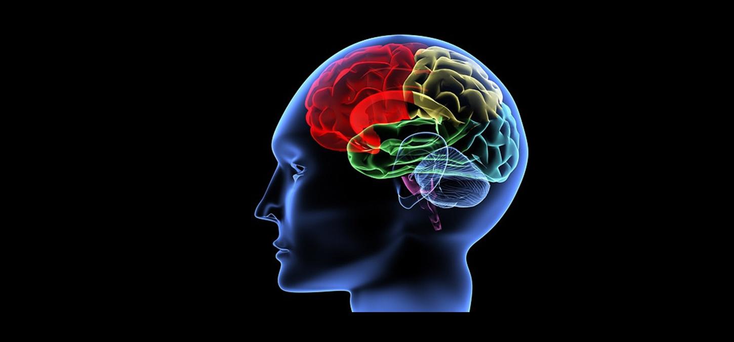 image of human brain 