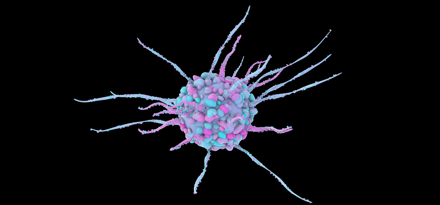 Dendritic cell, computer illustration. A dendritic cell is a type of white blood cell. It is an antigen-presenting cell (APC), which presents antigens to T lymphocytes.