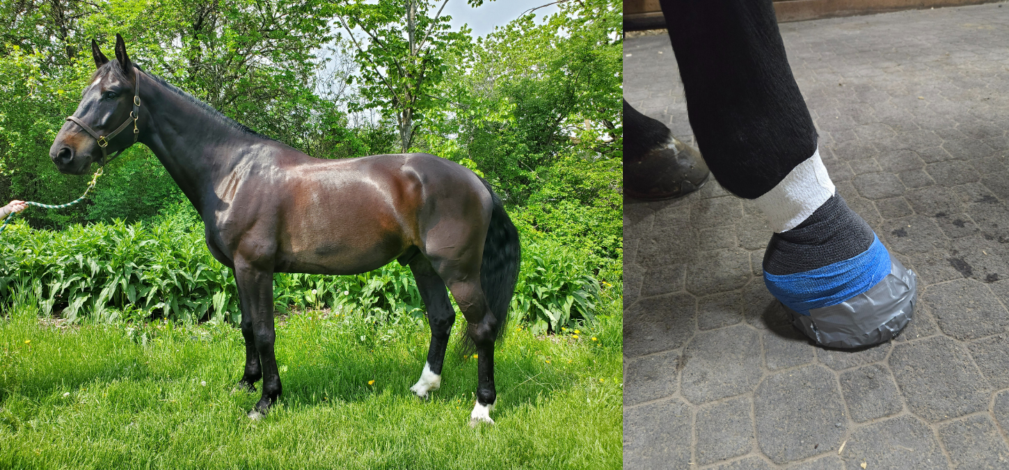 horse standing in grass and close-up of wounded hoof
