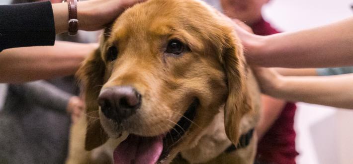 image of dog being pet by many hands