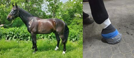 horse standing in grass and close-up of wounded hoof